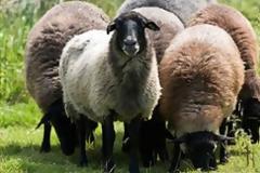 «Αδέσποτα» πρόβατα ψάχνουν τον ιδιοκτήτη τους