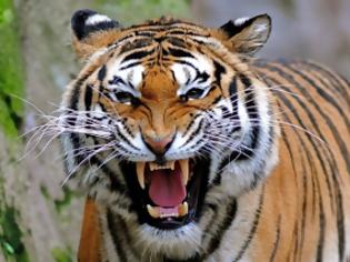 Φωτογραφία για Αγγλία: Νεκρή από επίθεση τίγρης