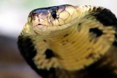 Κόμπρες σπέρνουν τον τρόμο-Τουλάχιστον 60 νεκροί