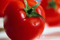 Μοβ τομάτα-«ζόμπι» με ενισχυμένη γεύση