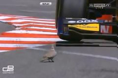 Φόρμουλα 1 εναντίον περιστεριού. Δείτε αν τη γλύτωσε (video)