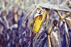 Κλιματική αλλαγή και ξηρασία φέρνουν ανθεκτικότερο μεταλλαγμένο καλαμπόκι