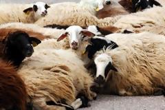 Γαστούνη: Eίκοσι πρόβατα έκαναν φτερά...