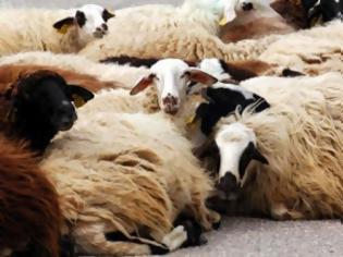 Φωτογραφία για Γαστούνη: Eίκοσι πρόβατα έκαναν φτερά...