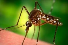 Τα κουνούπια κάνουν πάρτι! Με καθυστερήσεις οι ψεκασμοί λόγω έλλειψης κονδυλίων