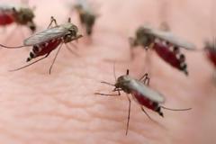 Θα μας «φάνε» τα κουνούπια! - Περιοχές υψηλού κινδύνου Αχαΐα-Ηλεία-Αιτωλ/νία - Kαθυστέρησαν οι ψεκασμοί λόγω έλλειψης χρημάτων -