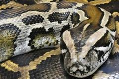 Εργάτης γλίτωσε από πύθωνα δαγκώνοντάς τον