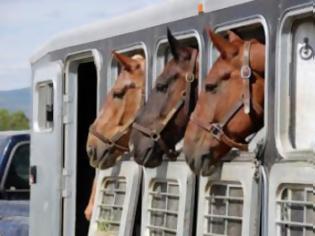 Φωτογραφία για Πάτρα: Aθώοι για την μεταφορά αλόγων από την Πάτρα στην Ιταλία - Έγινε η δίκη για την υπόθεση που είχε προκαλέσει σάλο στο πανελλήνιο