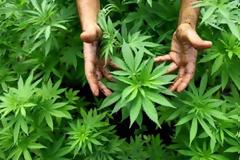 Δύο συλλήψεις για καλλιέργεια χασίς στη Μάνη