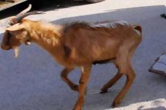 Συνελήφθη να βιάζει την κατσίκα του γείτoνα