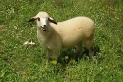 Της έκλεψε τα ζώα αλλά δεν τη γλίτωσε