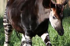 Οκάπι: Zέβρα και καμηλοπάρδαλη μαζί