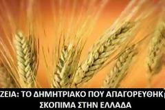 Ζειά: Το Δημητριακό που Απαγορευτηκε σκόπιμα στην Ελλάδα... Δείτε γιατί!