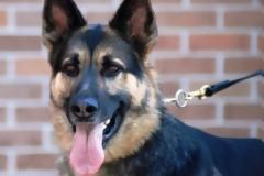 Έρευνα δείχνει ότι τα σπίτια με σκυλάκια έχουν πρόβλημα με τα βακτήρια