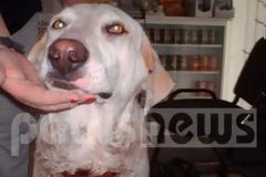 Ηλεία: Έδεσε το σκύλο του με σύρμα προκαλώντας του σοβαρά τραύματα - Δικάζεται για κακoποίηση