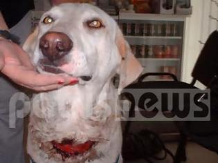 Φωτογραφία για Ηλεία: Έδεσε το σκύλο του με σύρμα προκαλώντας του σοβαρά τραύματα - Δικάζεται για κακoποίηση