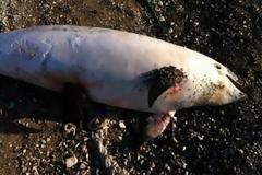 Πάτρα: Bρέθηκε νεκρό δελφίνι στο Ρίο