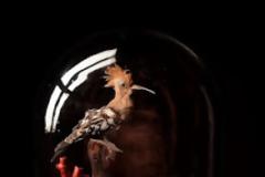 Η Σιγουριά της Αμφιβολίας