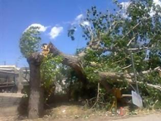 Φωτογραφία για Έπεσαν δέντρα στη Λαμία από τους ισχυρούς ανέμους