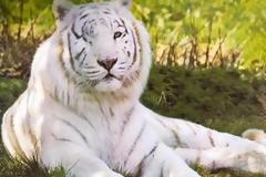 Το γονίδιο που λευκαίνει τις τίγρεις