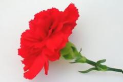 Θλίψη για τον πρόωρο χαμό 30χρονης Πυργιώτισσας