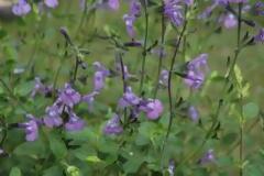 Νέες ουσίες έκαναν την εμφάνισή τους και στην Κύπρο