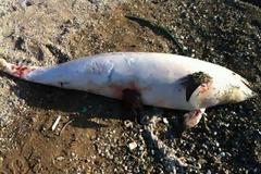 Νεκρό δελφίνι ξεβράστηκε μπροστά σε ξενοδοχείο του Ρίου