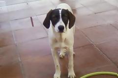 Καταγγελία για το ΚΤΕΛ Κοζάνης – Τι λέει Φιλοζωική Οργάνωση