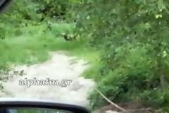 Οι αρκούδες παντού. Οι πολίτες του ν. Καστοριάς τις βρίσκουν ακόμα και μέσα στην πόλη [video]