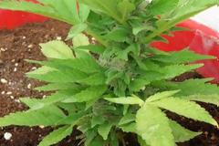 Συνέλαβαν Λαμιώτη για καναβουριά στο μπαλκόνι...