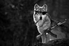 Πυρήνες, Μοναχικοί λύκοι, δράση οργανώσεων