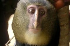 Ο πίθηκος με ανθρώπινα μάτια στα καλύτερα νέα είδη