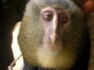 Φωτογραφία για Ο πίθηκος με ανθρώπινα μάτια στα καλύτερα νέα είδη