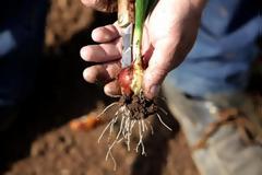 Θεσσαλονίκη: Διανομή λαχανόκηπων σε άνεργους και πολίτες με χαμηλά εισοδήματα από το δήμο Νεάπολης - Συκεών