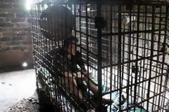 Φυλάκισαν σε κλουβί τον ψυχασθενή γιο τους