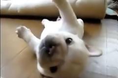 Κουτάβι δεν μπορεί να σηκωθεί! [Video]