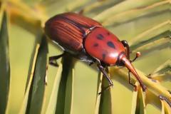 Ηλεκτροσόκ σωτηρίας για τους φοίνικες