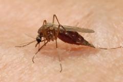 Κουνούπια: Πέντε μύθοι και αλήθειες για τα πιο ενοχλητικά έντομα του καλοκαιριού