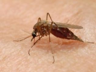 Φωτογραφία για Κουνούπια: Πέντε μύθοι και αλήθειες για τα πιο ενοχλητικά έντομα του καλοκαιριού