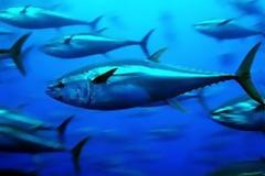 Βιώσιμη διαχείριση της αλιείας τόνου για το 2013 επιθυμεί η ΕΕ