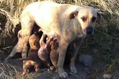 Στις 5/6 η δίκη του ζεύγους που εξαφάνιζε κουτάβια