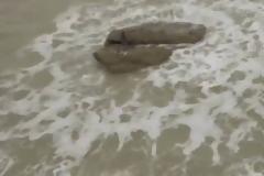 Σάλος με βίντεο που καταγράφει πλάσμα που μοιάζει με γοργόνα!