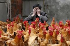 Συναγερμός για τον μεταλλαγμένο ιό της γρίπης των πτηνών