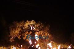 Δείτε φωτογραφίες από τη φωτιά στη Κυπαρισσία