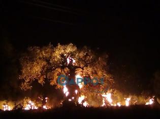Φωτογραφία για Δείτε φωτογραφίες από τη φωτιά στη Κυπαρισσία