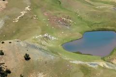 Νεκροί αλπικοί τρίτωνες, στη Δρακόλιμνη Σμόλικα