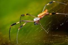 Yψηλή ραπτική από ιστό αράχνης