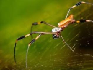 Φωτογραφία για Yψηλή ραπτική από ιστό αράχνης