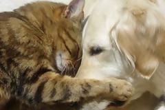 Γάτος κάνει… beauté σε κουτάβι που κοιμάται! [Video]