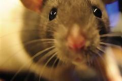 «Διπλή όραση» ανακαλύφθηκε στους αρουραίους